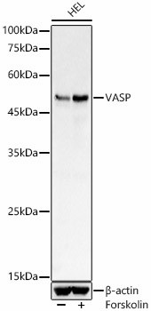 VASP Antibody in Western Blot (WB)