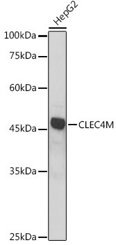 CD299 (DC-SIGN/L) Antibody in Western Blot (WB)