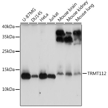 TRMT112 Antibody in Western Blot (WB)