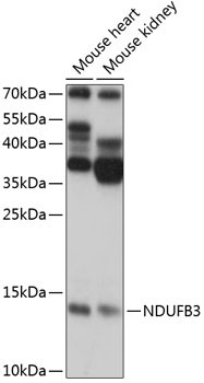 NDUFB3 Antibody in Western Blot (WB)