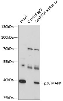 p38 MAPK alpha Antibody in Immunoprecipitation (IP)