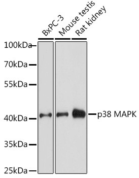 p38 MAPK alpha Antibody in Western Blot (WB)