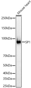 SP1 Antibody in Western Blot (WB)