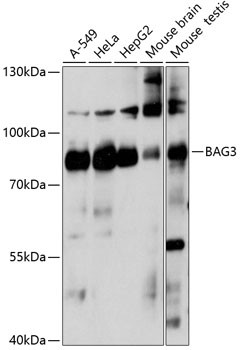 BAG3 Antibody in Western Blot (WB)