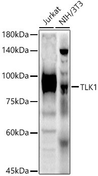 TLK1 Antibody in Western Blot (WB)