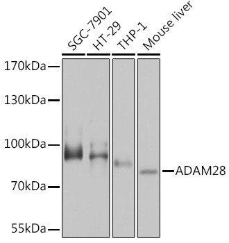 ADAM28 Antibody in Western Blot (WB)