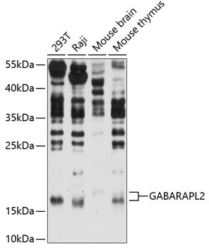 GABARAPL2 Antibody in Western Blot (WB)