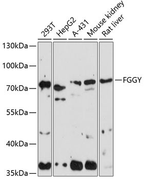 Fggy Antibody in Western Blot (WB)