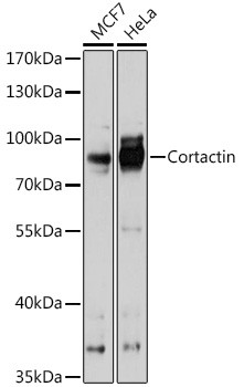 Cortactin Antibody in Western Blot (WB)