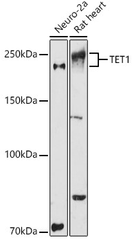 TET1 Antibody in Western Blot (WB)