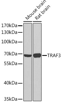 TRAF3 Antibody in Western Blot (WB)