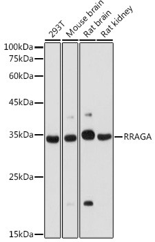 RRAGA Antibody in Western Blot (WB)