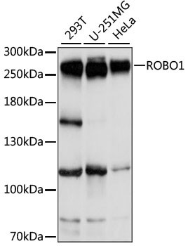 ROBO1 Antibody in Western Blot (WB)