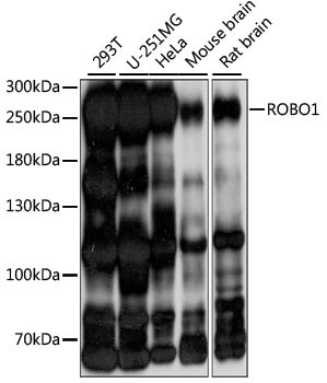 ROBO1 Antibody in Western Blot (WB)