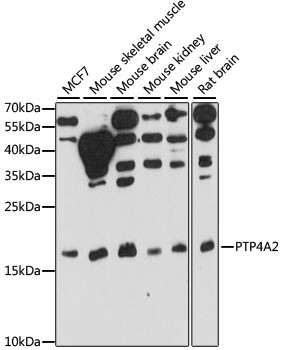 PTP4A2 Antibody in Western Blot (WB)