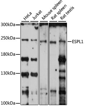 Separase Antibody in Western Blot (WB)