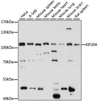 KIF20A Antibody in Western Blot (WB)