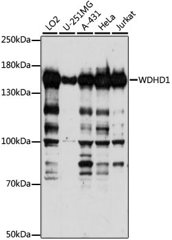 WDHD1 Antibody in Western Blot (WB)