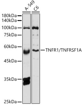 TNFR1 Antibody in Western Blot (WB)