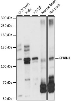 GPRIN1 Antibody in Western Blot (WB)