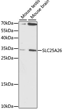 SLC25A26 Antibody in Western Blot (WB)