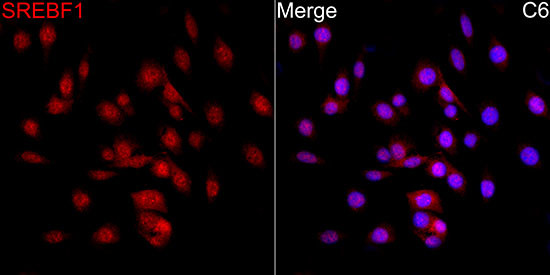 SREBP1 Antibody in Immunocytochemistry (ICC/IF)