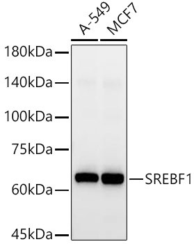 SREBP1 Antibody in Western Blot (WB)