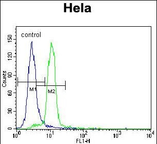 E6AP Antibody in Flow Cytometry (Flow)