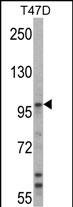 E6AP Antibody in Western Blot (WB)