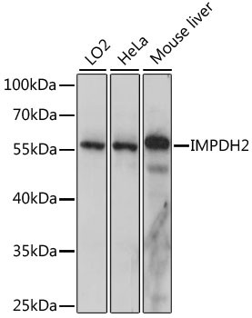 IMPDH2 Antibody in Western Blot (WB)