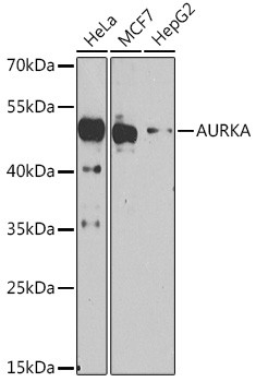 Aurora A Antibody in Western Blot (WB)