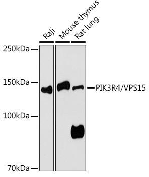 PIK3R4 Antibody in Western Blot (WB)