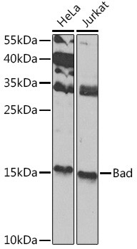 BAD Antibody in Western Blot (WB)