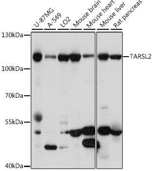 TARSL2 Antibody in Western Blot (WB)