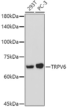 TRPV6 Antibody in Western Blot (WB)