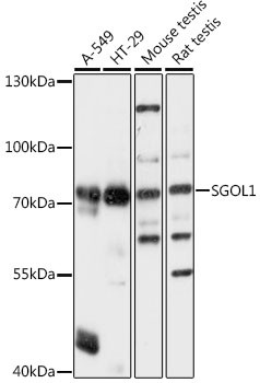 SGOL1 Antibody in Western Blot (WB)