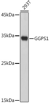 GGPS1 Antibody in Western Blot (WB)