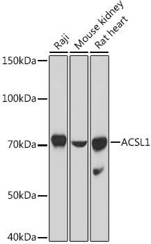 ACSL1 Antibody in Western Blot (WB)