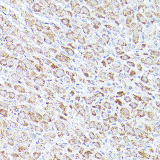 BOK Antibody in Immunohistochemistry (Paraffin) (IHC (P))