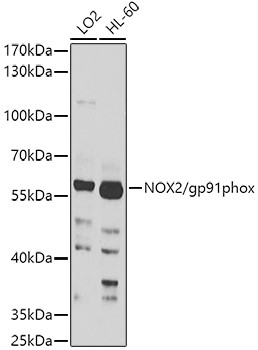 NOX2 Antibody in Western Blot (WB)