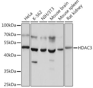 HDAC3 Antibody in Western Blot (WB)