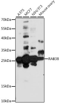 RAB38 Antibody in Western Blot (WB)