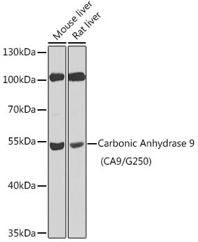 Carbonic Anhydrase IX Antibody in Western Blot (WB)