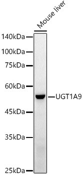 UGT1A9 Antibody in Western Blot (WB)