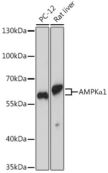 AMPK alpha-1 Antibody in Western Blot (WB)