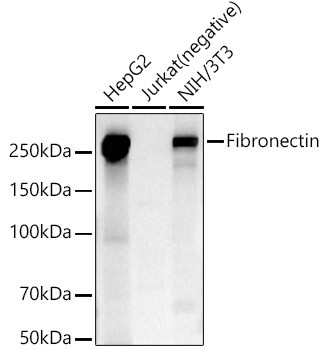 Fibronectin Antibody in Western Blot (WB)