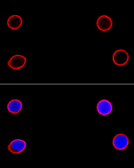 Lamin B1 Antibody in Immunocytochemistry (ICC/IF)