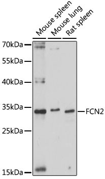 L-Ficolin Antibody in Western Blot (WB)