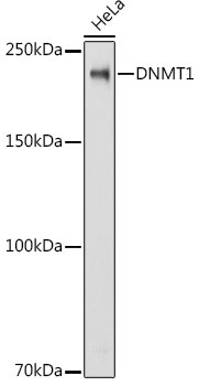 DNMT1 Antibody in Western Blot (WB)