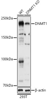 DNMT1 Antibody in Western Blot (WB)